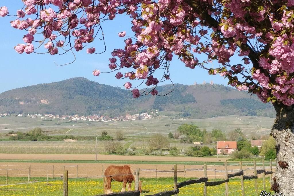 Gite A Eguisheim Proche De Colmar Et Kaysergberg. エクステリア 写真